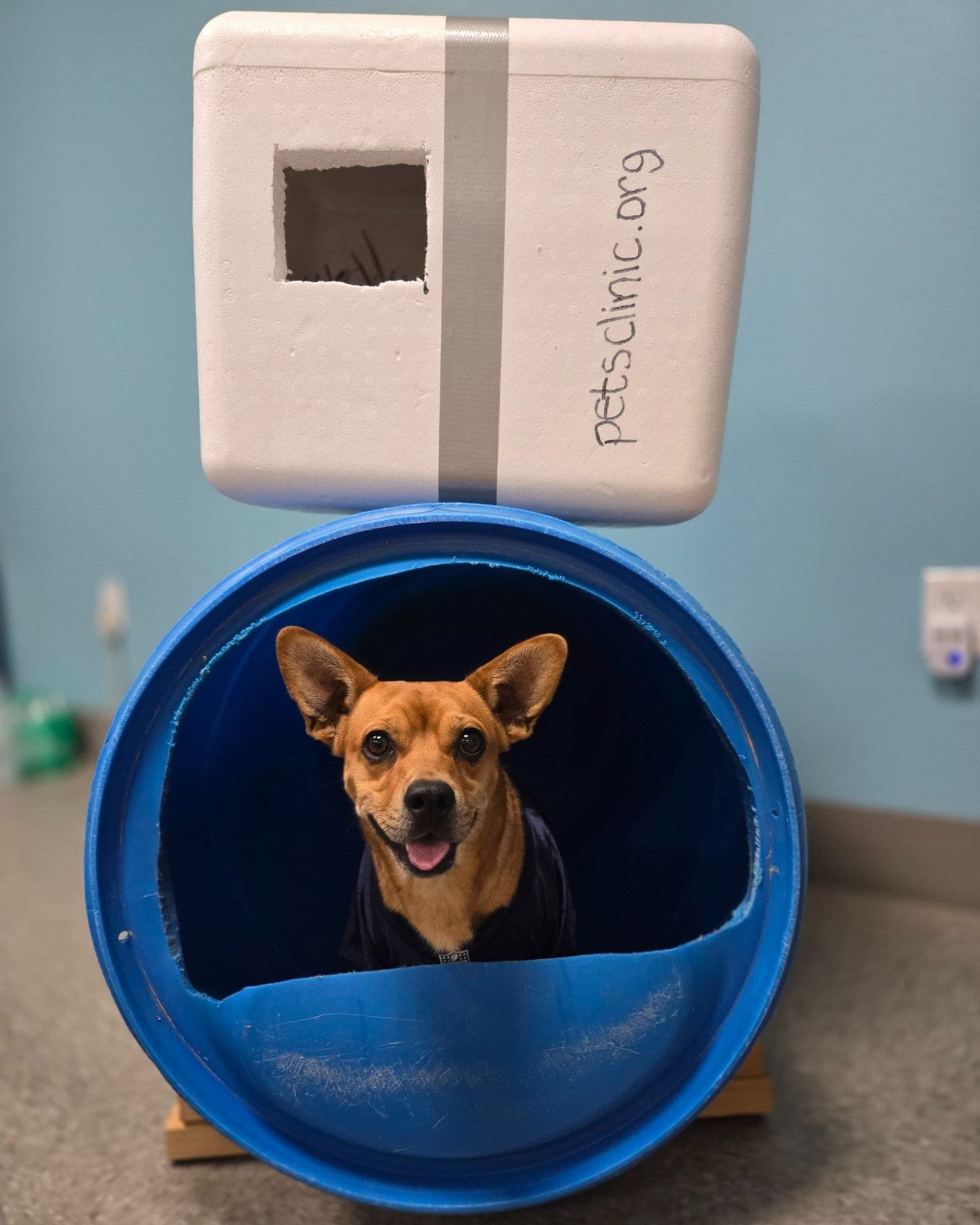 PETS Clinic Habitat shelter program dog and cat shelter