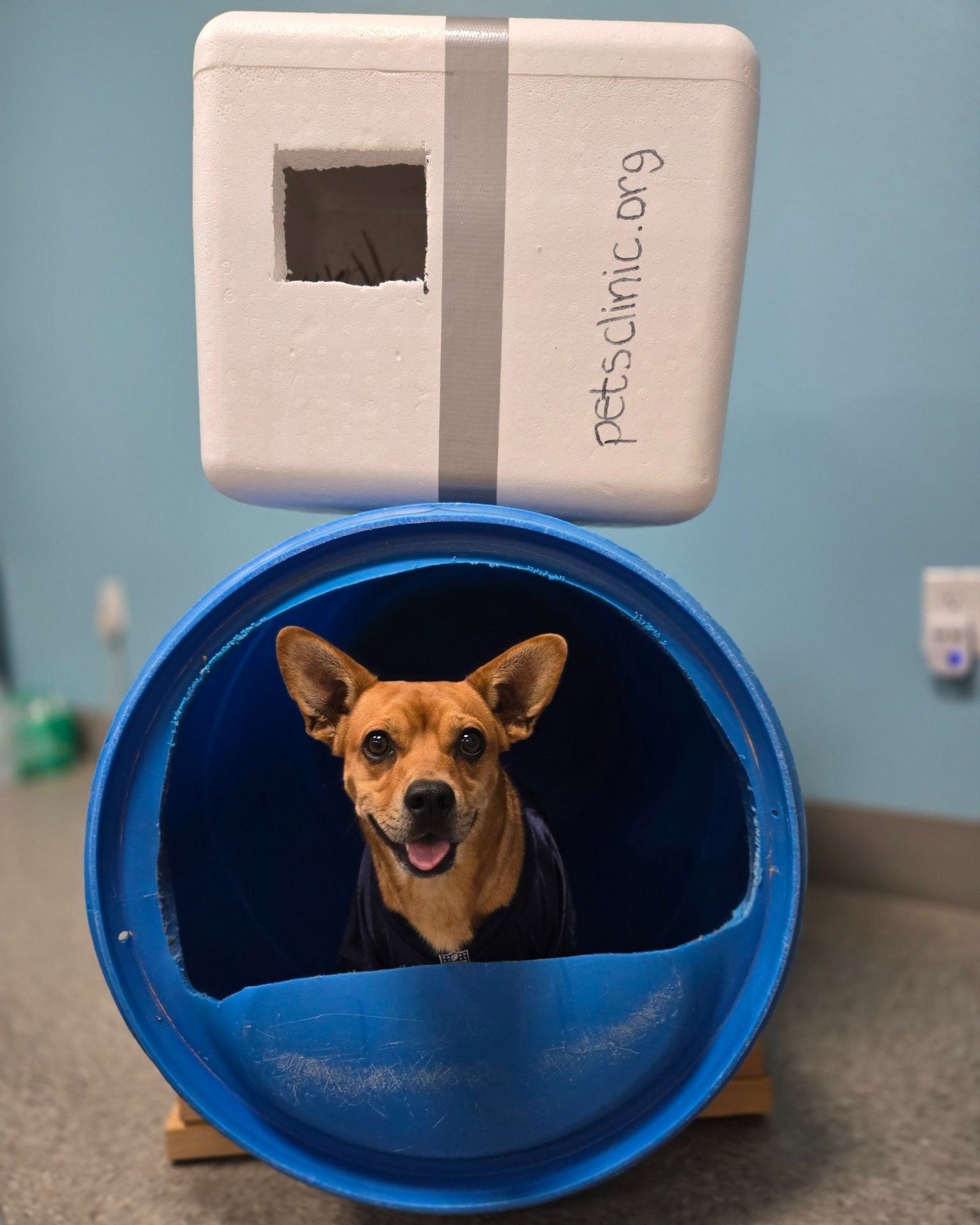 PETS Clinic Habitat shelter program dog and cat shelter