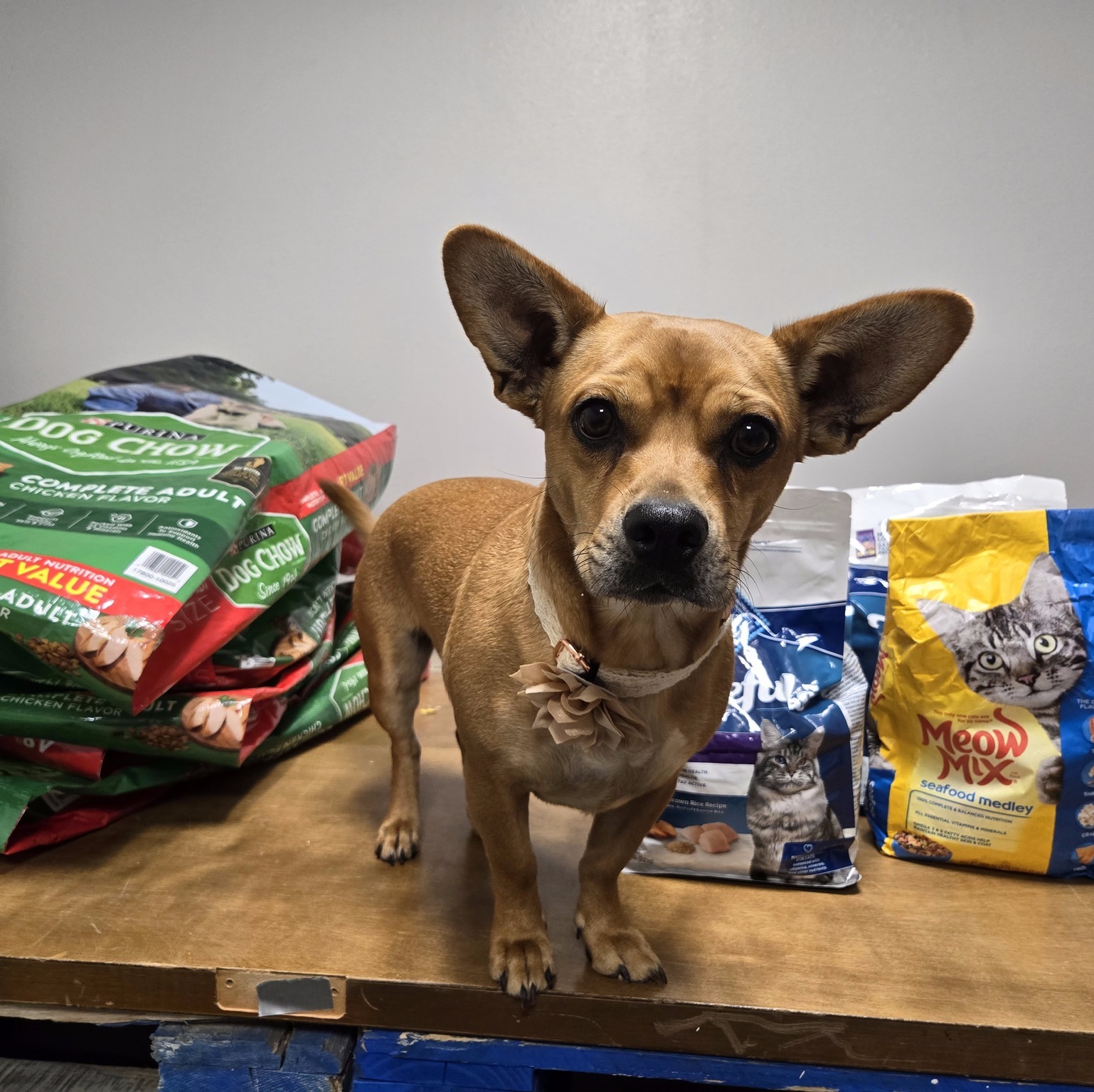 PETS Pantry food assistance for local pets