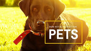 How hot is too hot for pets summer heat safety graphic