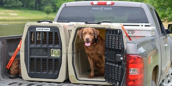 Dog riding in the back of a pickup truck as a truck safety warning for pets