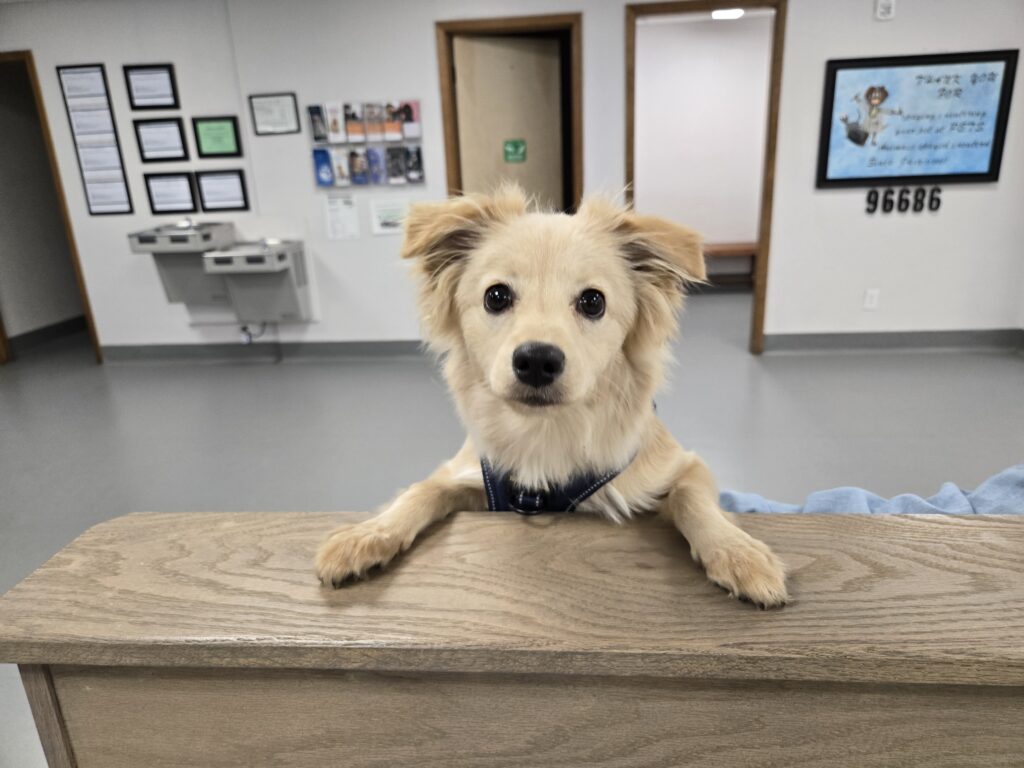 PETS Clinic building and care setting