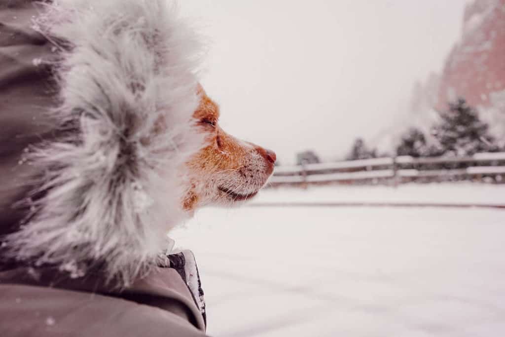 pet winter safety tips
