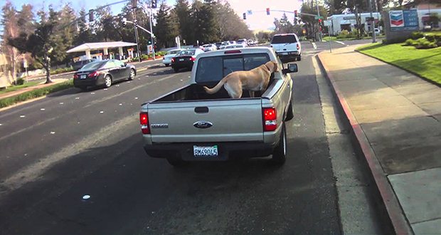dog in a truck bed