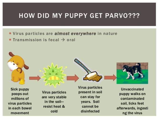 how can i prevent my dog from getting parvo
