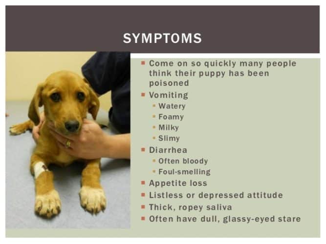 what age does parvo stop affecting dogs