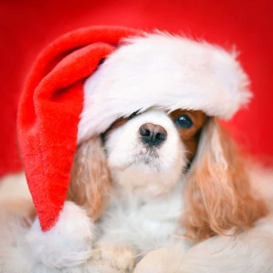 tips for pets at christmas
