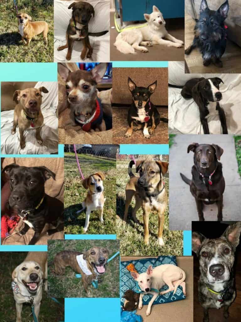 Foster Dogs Wichita Falls
